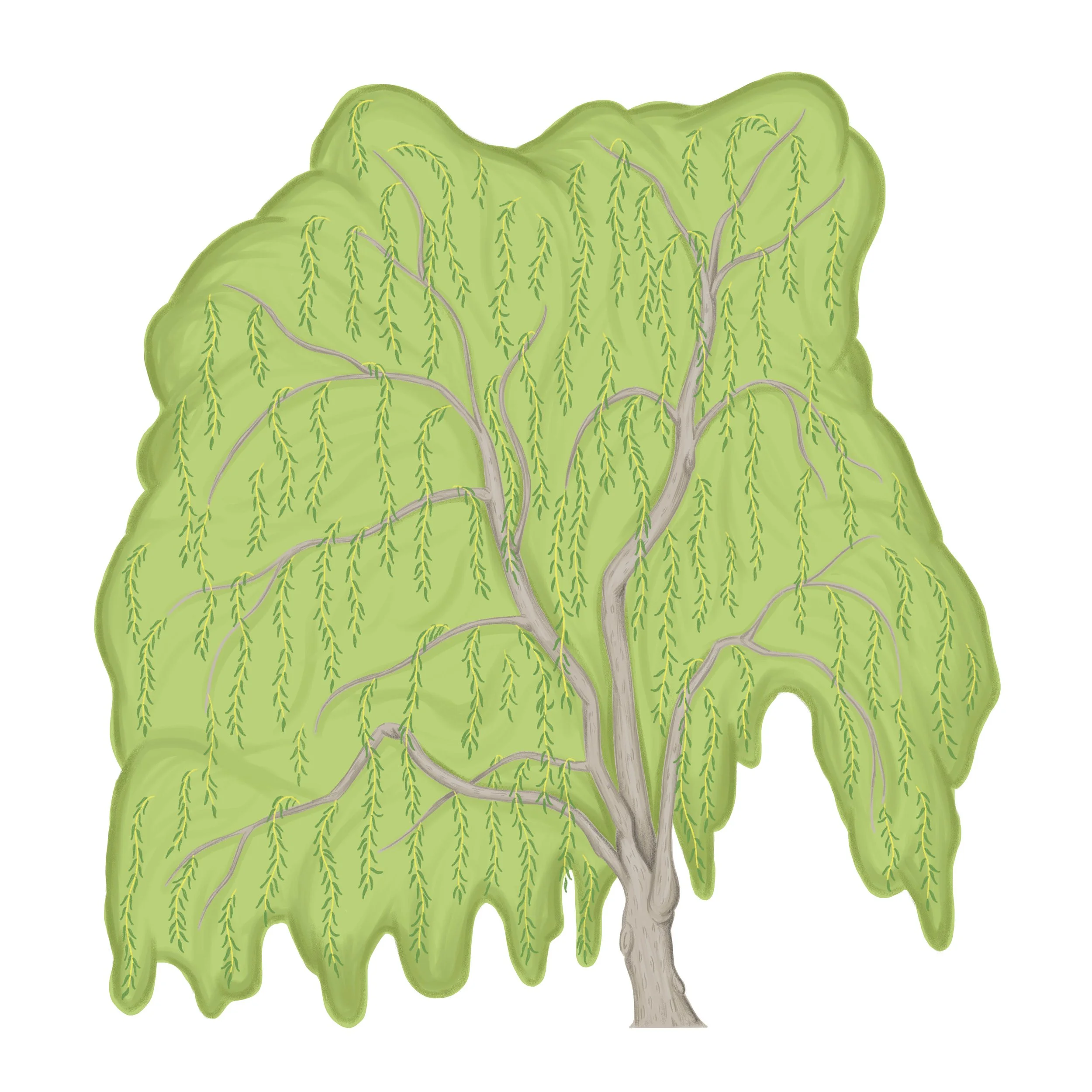 Weeping Willow