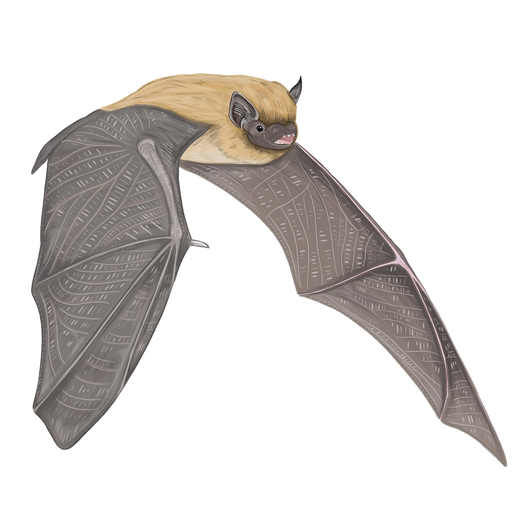 Common Pipistrelle bat