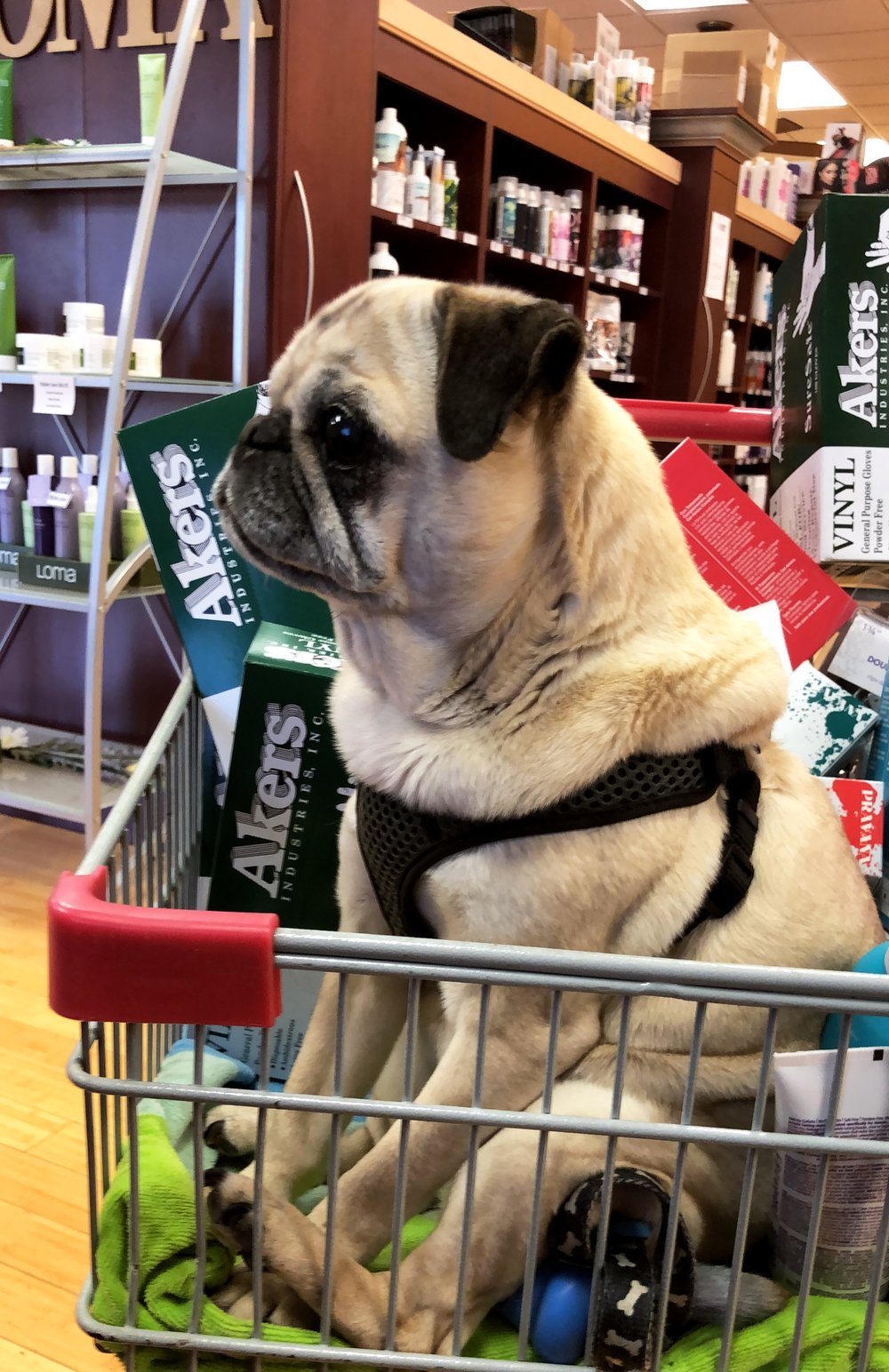 Monster helping shop for supplies