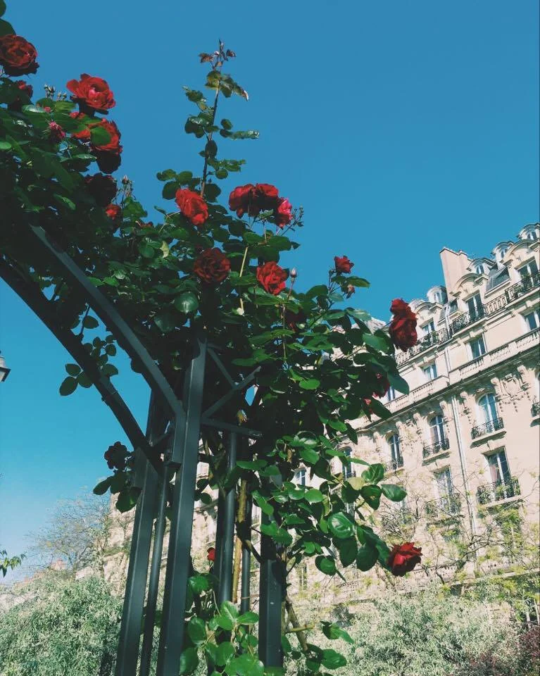 The roses on Boulevard Pereire, Paris 17