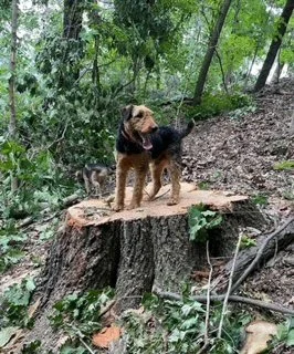 buck on stump.JPG