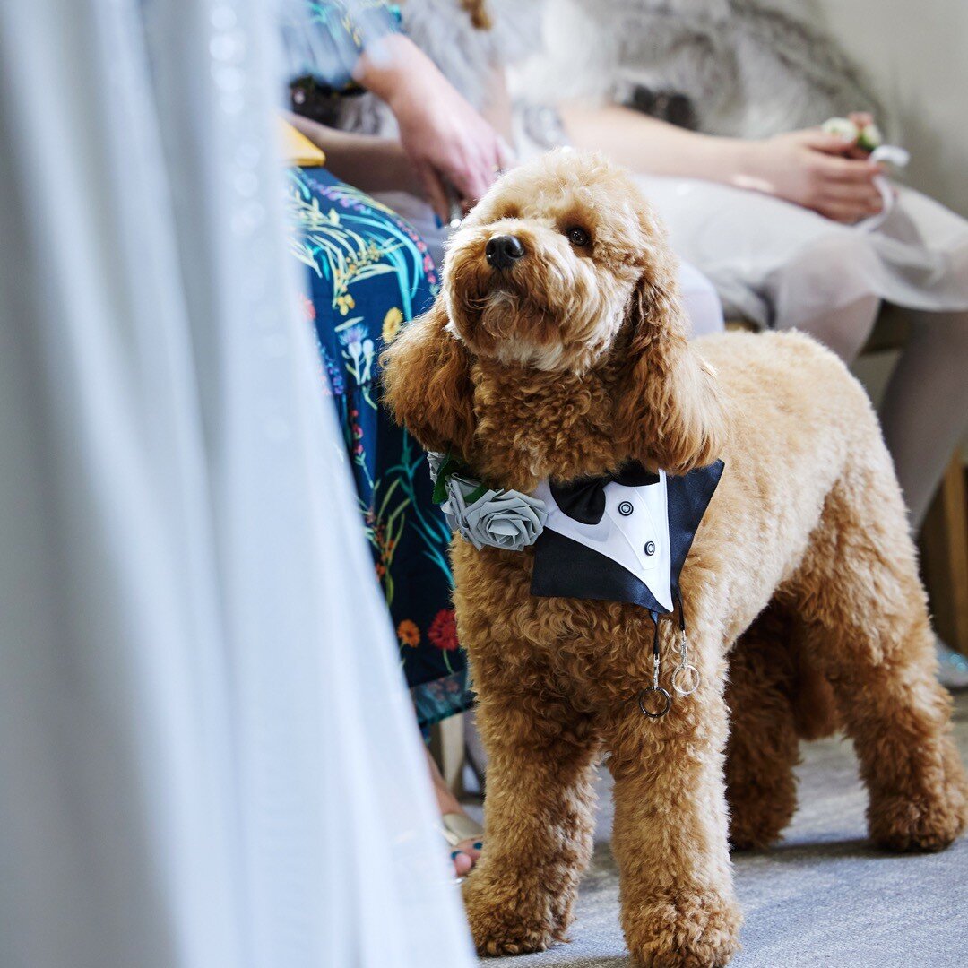 Whoever said &quot;Never work with children or animals&quot; has obviously never met Murphy, the adorable and wildly enthusiastic ring bearer at the lovely celebrations of owners Eleanor and Billel last week.
x#oxfordweddingphotographer
#oxfordshirew