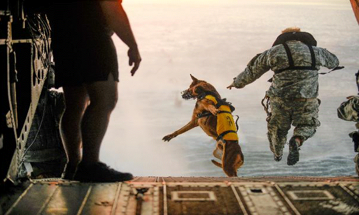 Advanced K9.gif