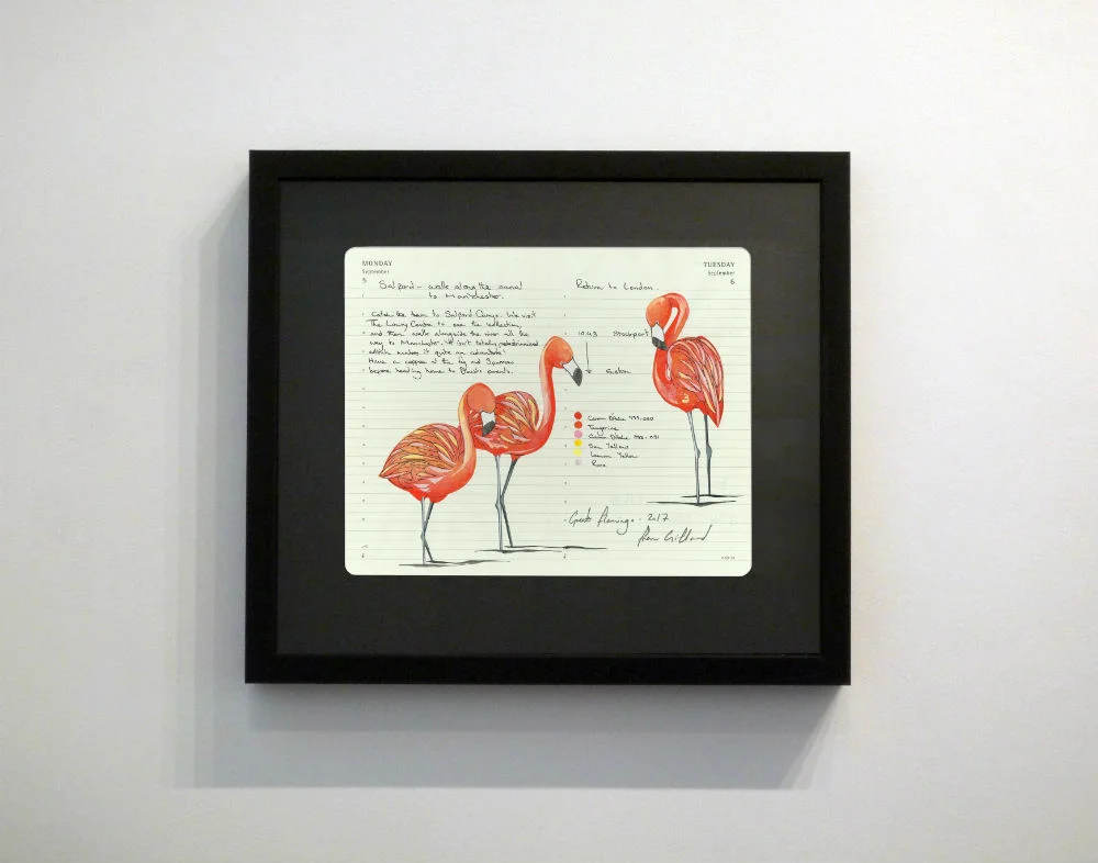 Greater Flamingo by Fran Gifford
