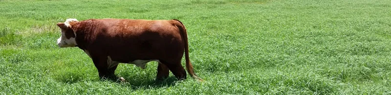 bull in grass.jpg