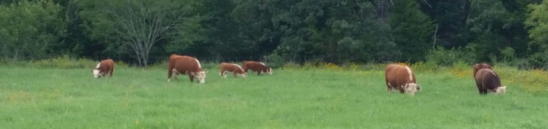 grazing+group+along+road.jpg