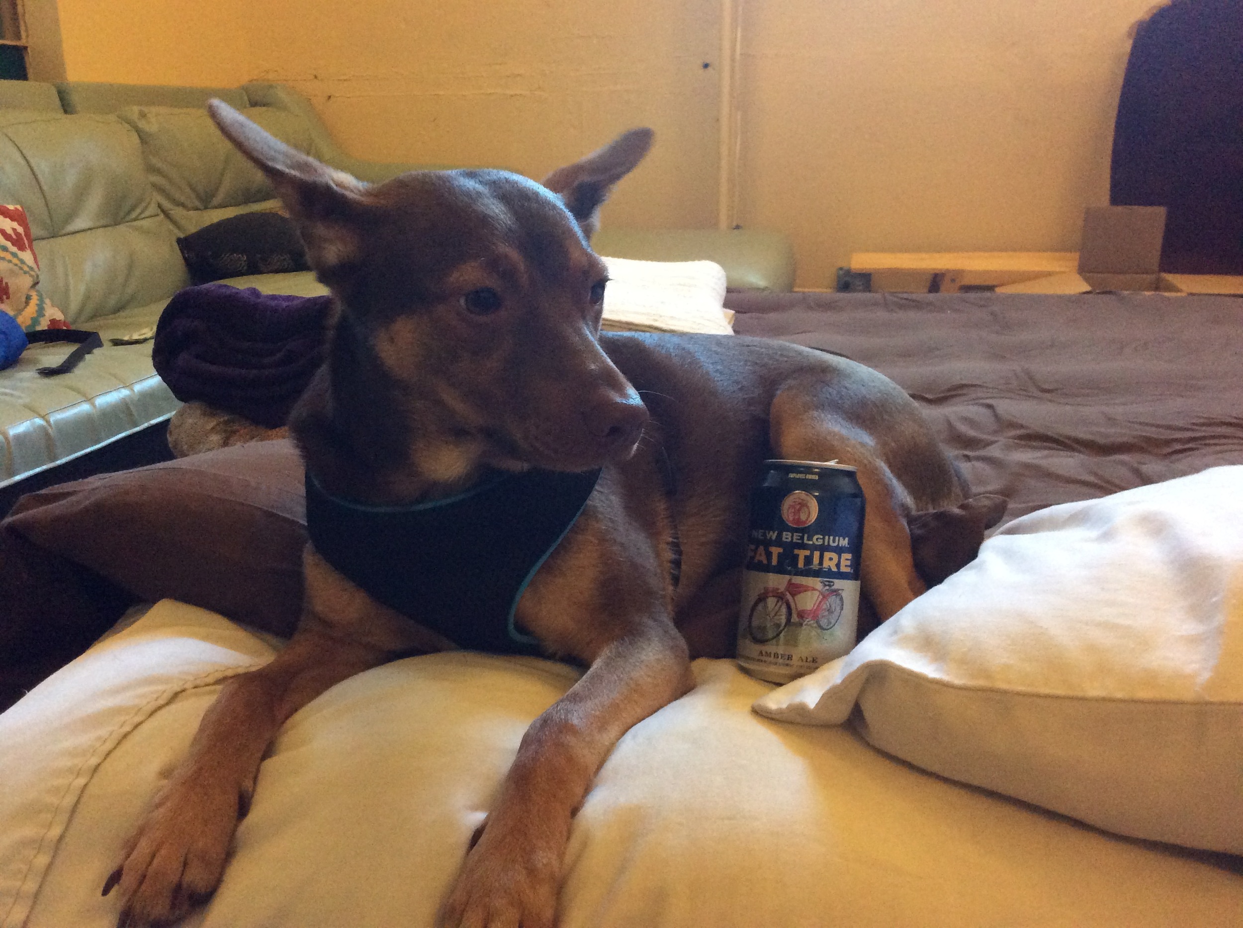 Fat Tire - Not only goes well with people but also goes well with dogs! 