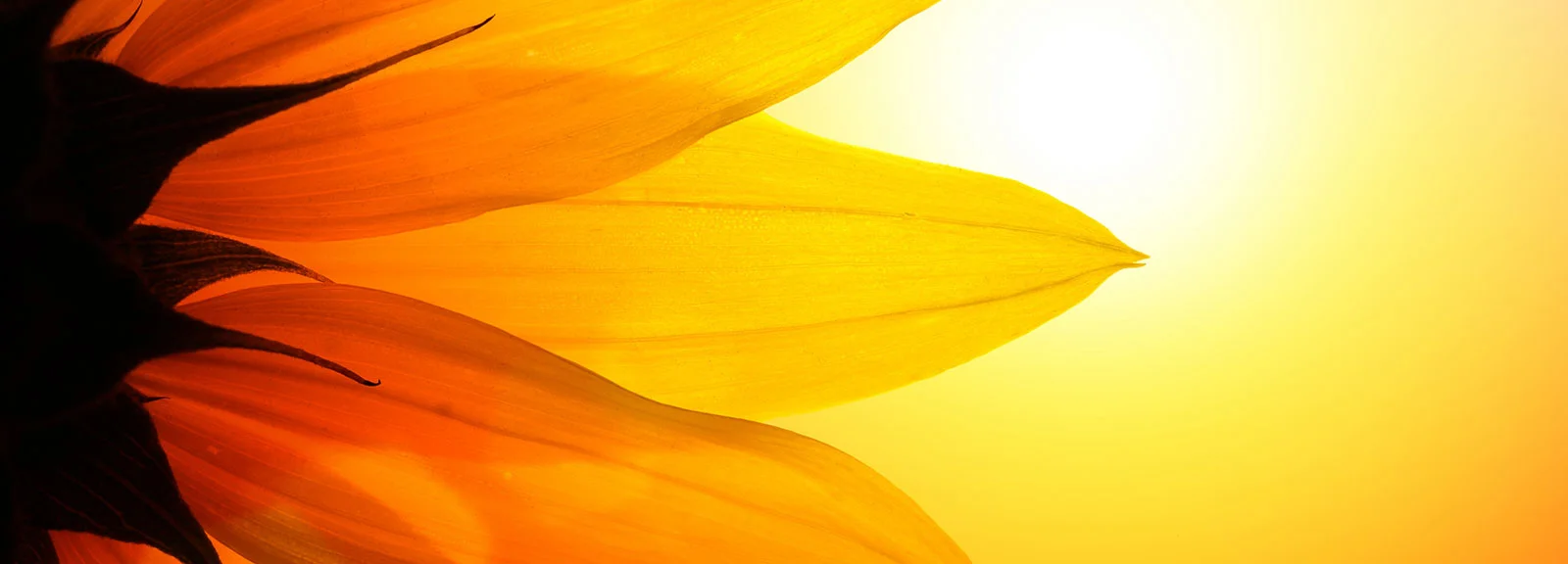 SunflowerSun.jpg