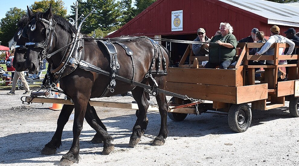   Bango Valley Percherons in Richville offered wagon rides to everyone who attended the 8th Annual Gouverneur Pumpkin Festival. (photo by Jessyca Cardinell)  