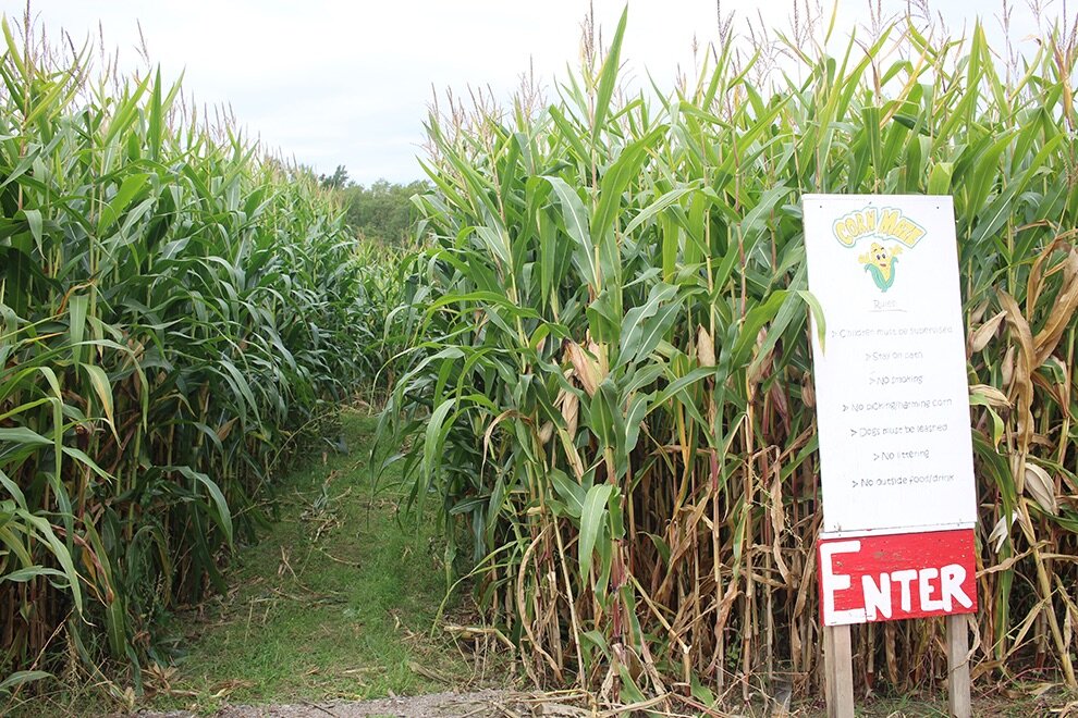    The Harvest Town Corn Maze at 1580 US-11 in Gouverneur is now open on weekends until Nov. 1, 2021. (Rachel Hunter photo)  