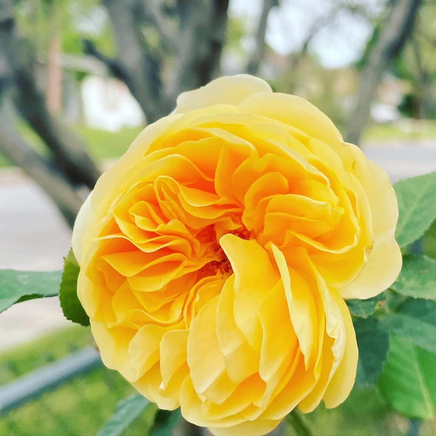 #spring #yellowroses #Texas