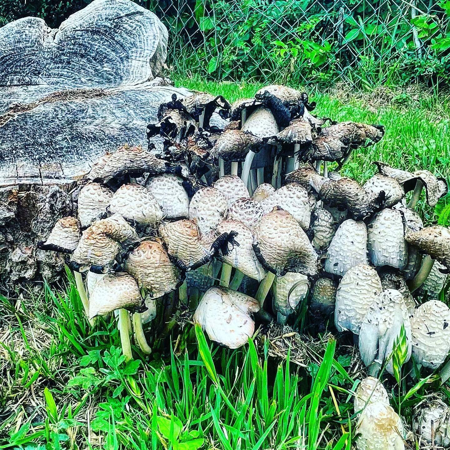 #mushroom #mushrooms #shrooms #fungus #fungi