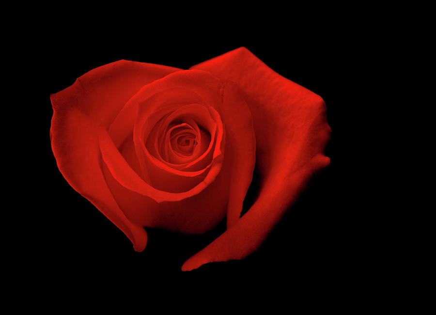 red-heart-shaped-rose-glennis-siverson.jpg