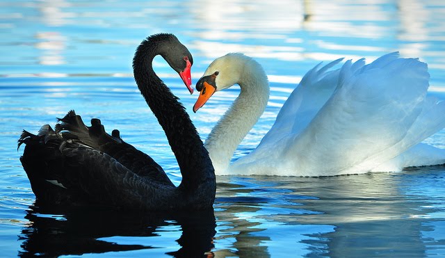 BlackSwanWhiteSwan.jpg
