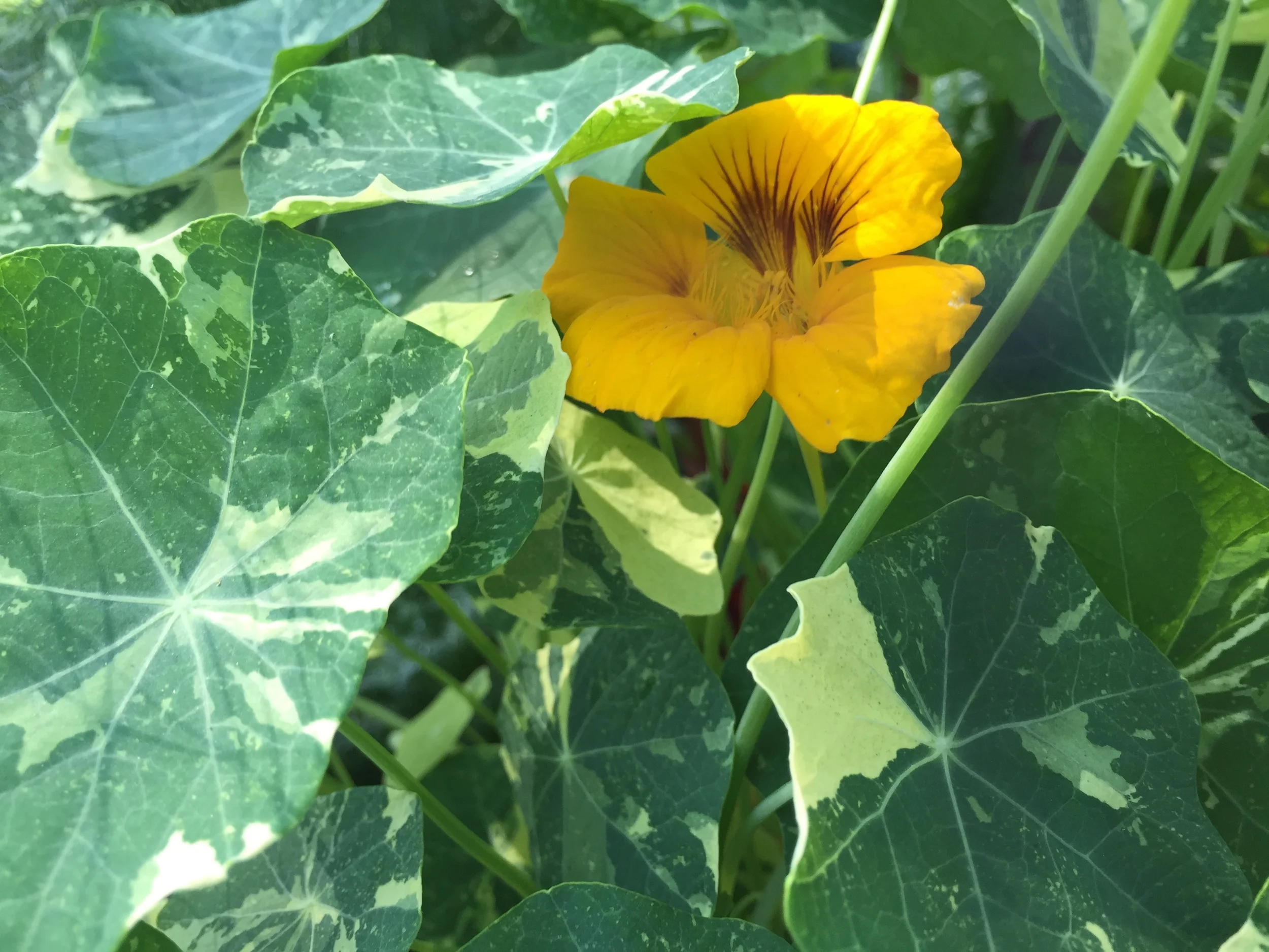 edible Nasturtium flower in bloom