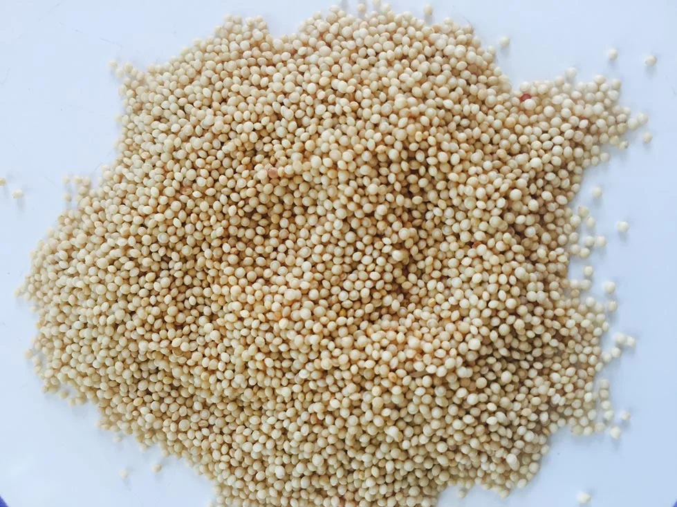 Amaranth Seed
