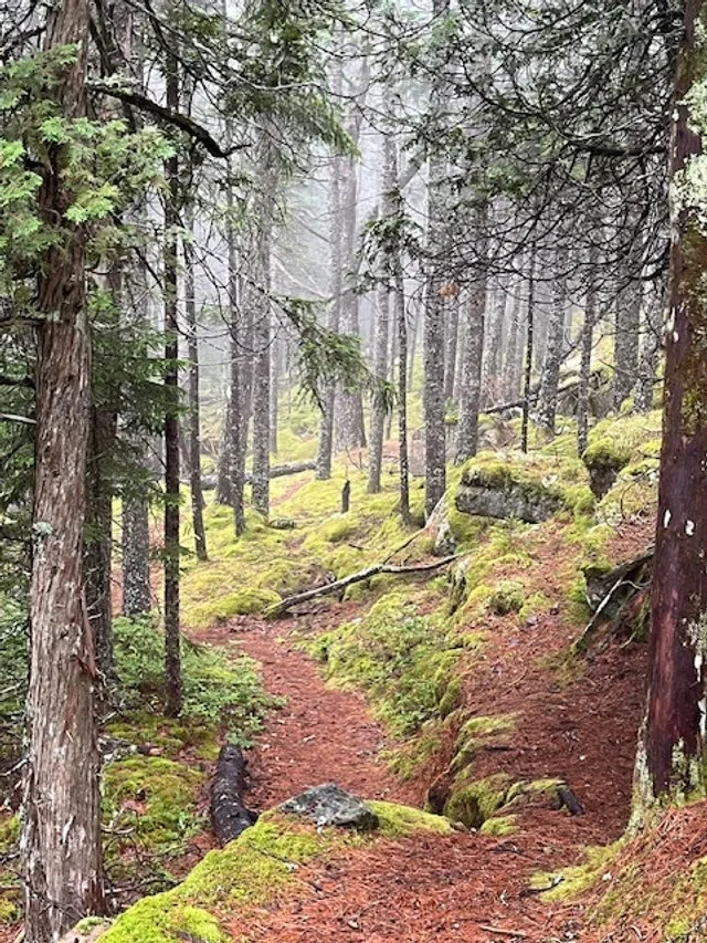 Maine Woods July 2024.jpg