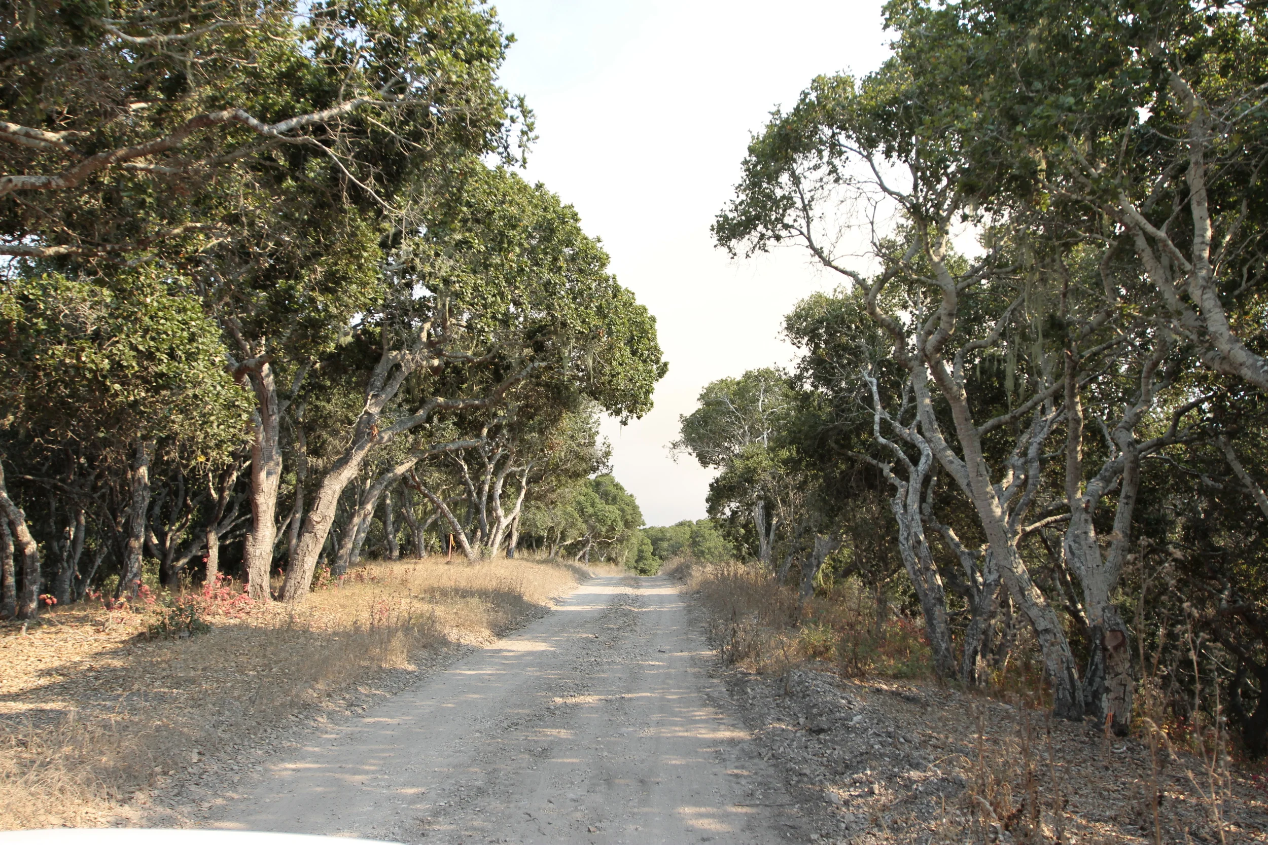 _MG_8260.JPG