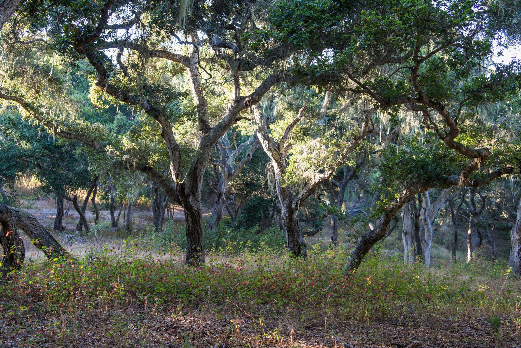 SunTreeCanopy.jpg