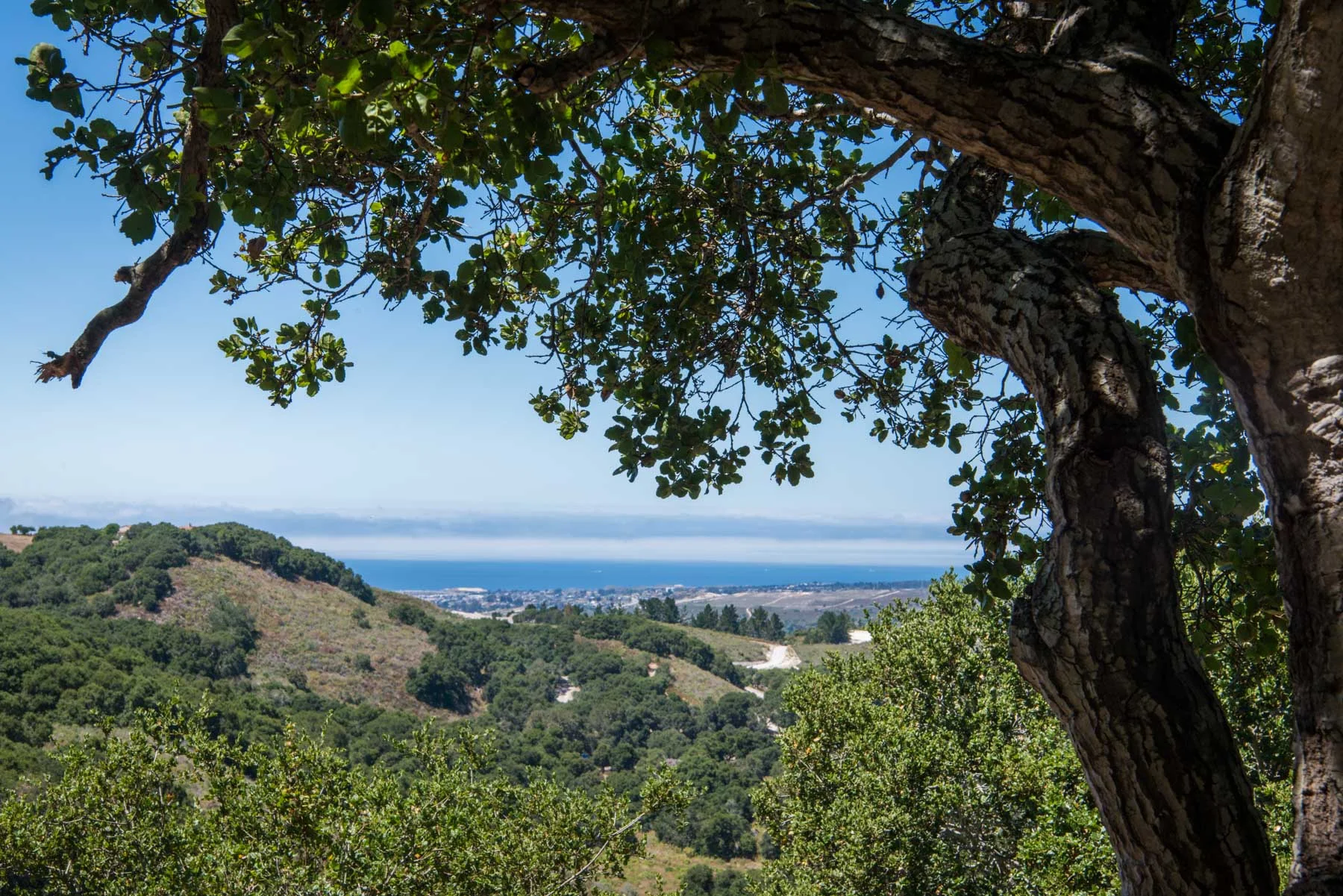 View-TreesPacific-min.jpg