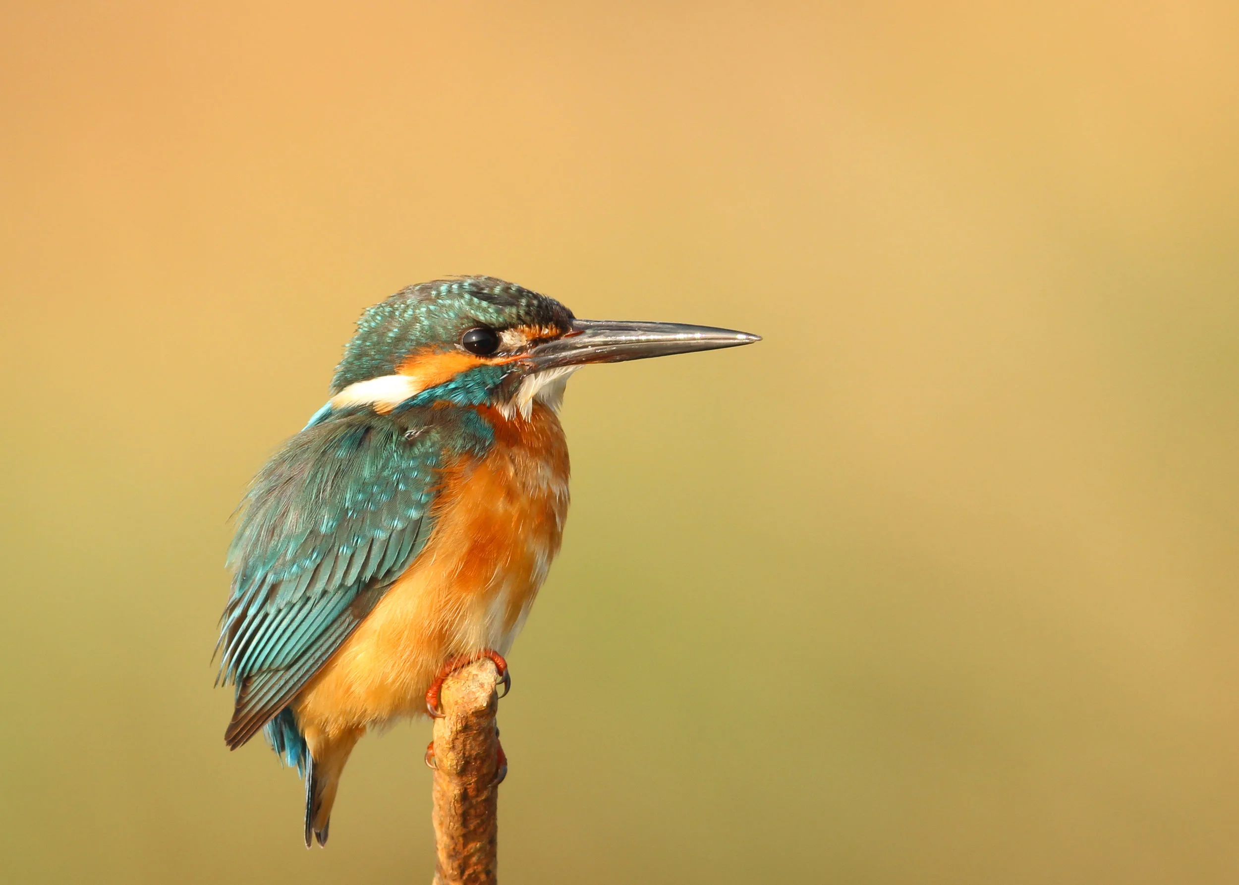 Biomimicry - Mimicking Nature