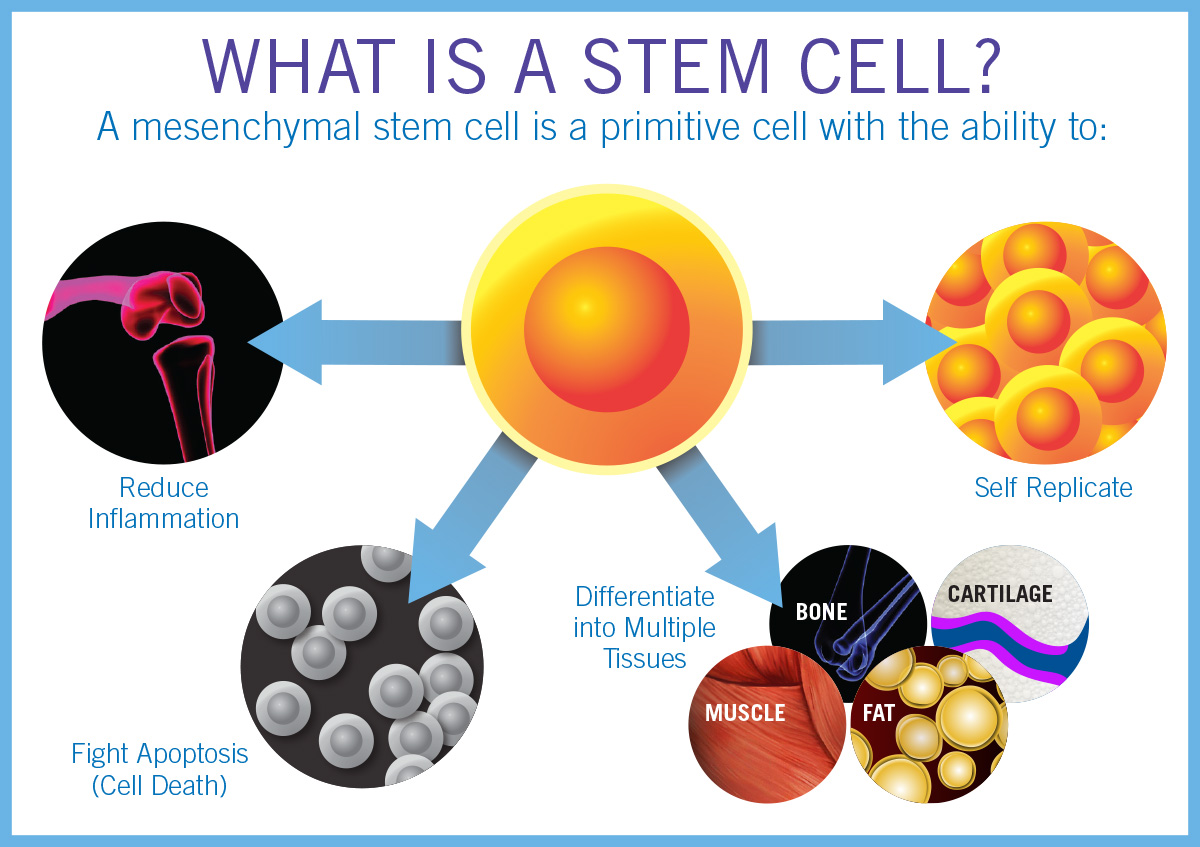 Stem Cell Therapy — Regenerative Medicine Specialists of NYC & NJ |  Non-Surgical Pain Treatments