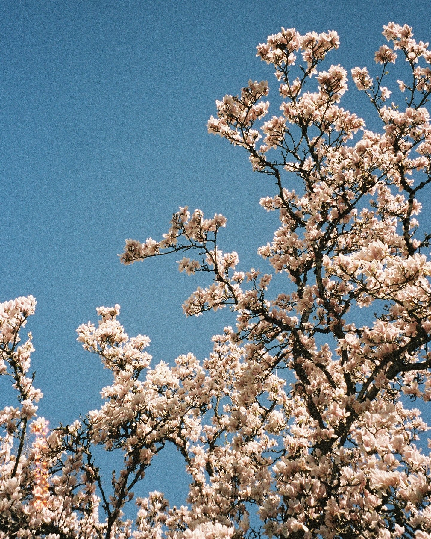 Spring in Portland. #35mmfilm