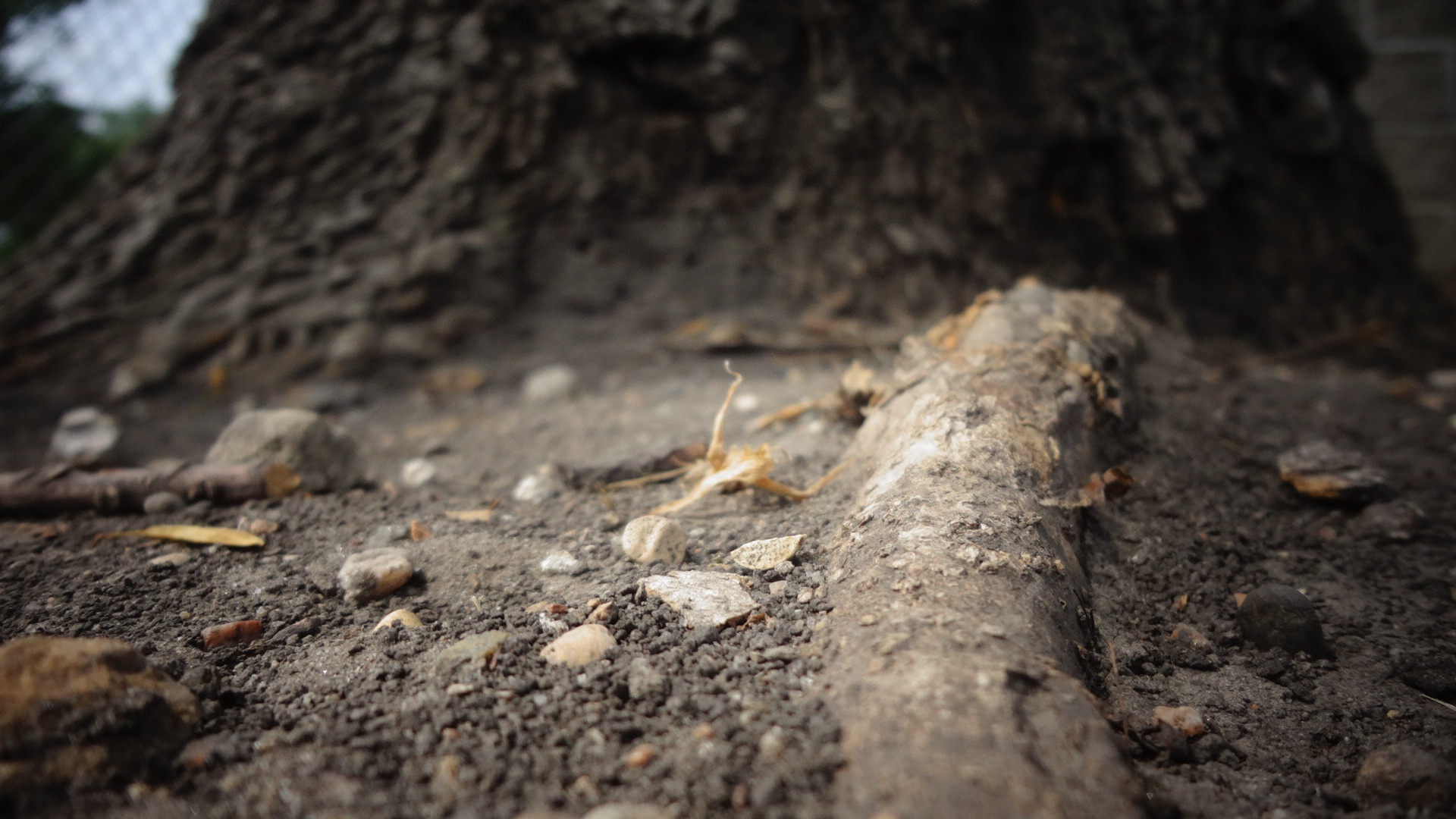 A rabbit, a possum and three mice were right on this spot. Seriously, how cool is that?!