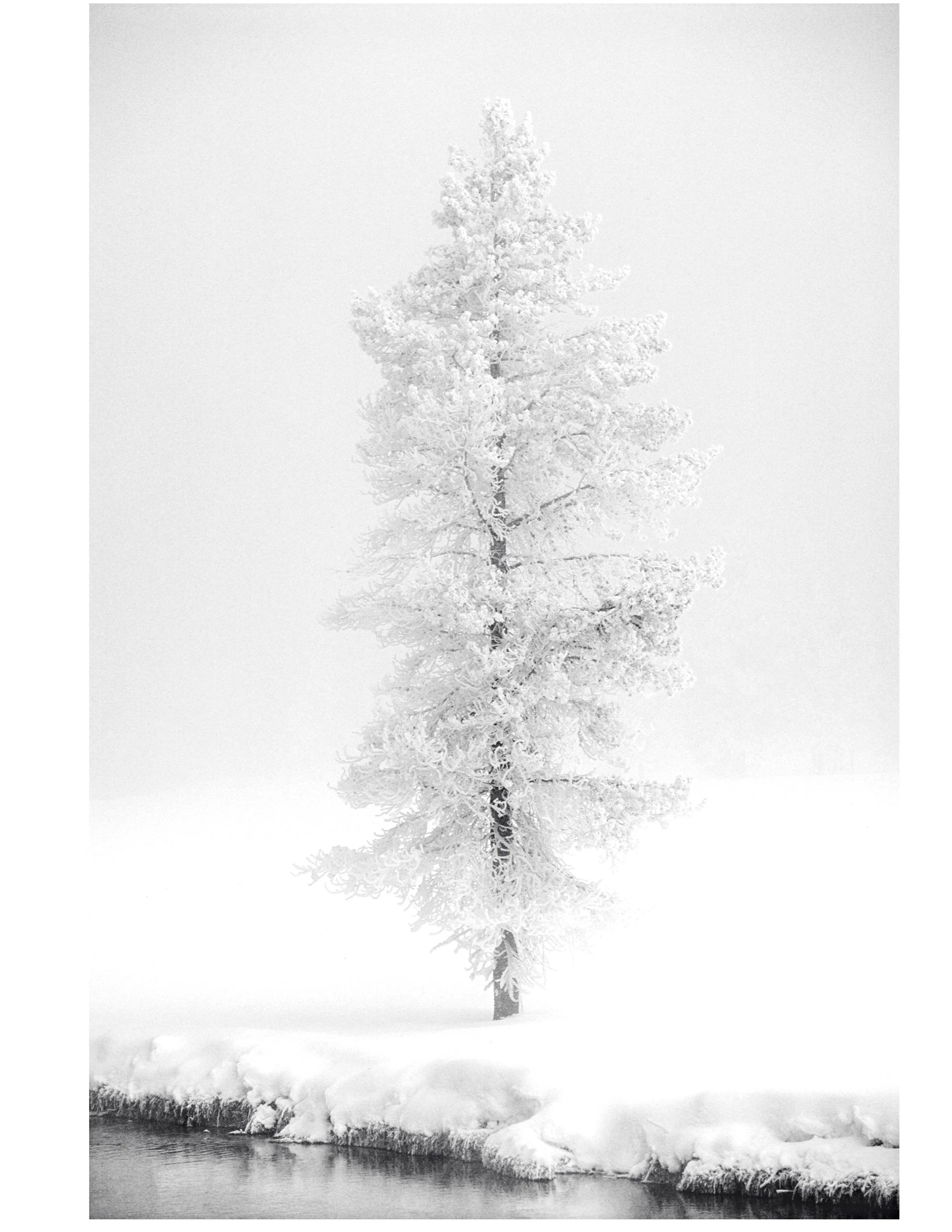 Tree in YellowstoneA.jpg