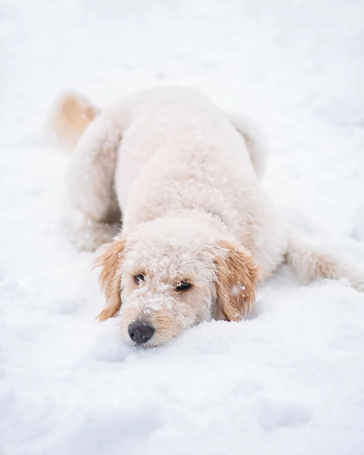 It snowed in Texas today&hellip; Dallas lovedddddd it! Total snow puppy❄️