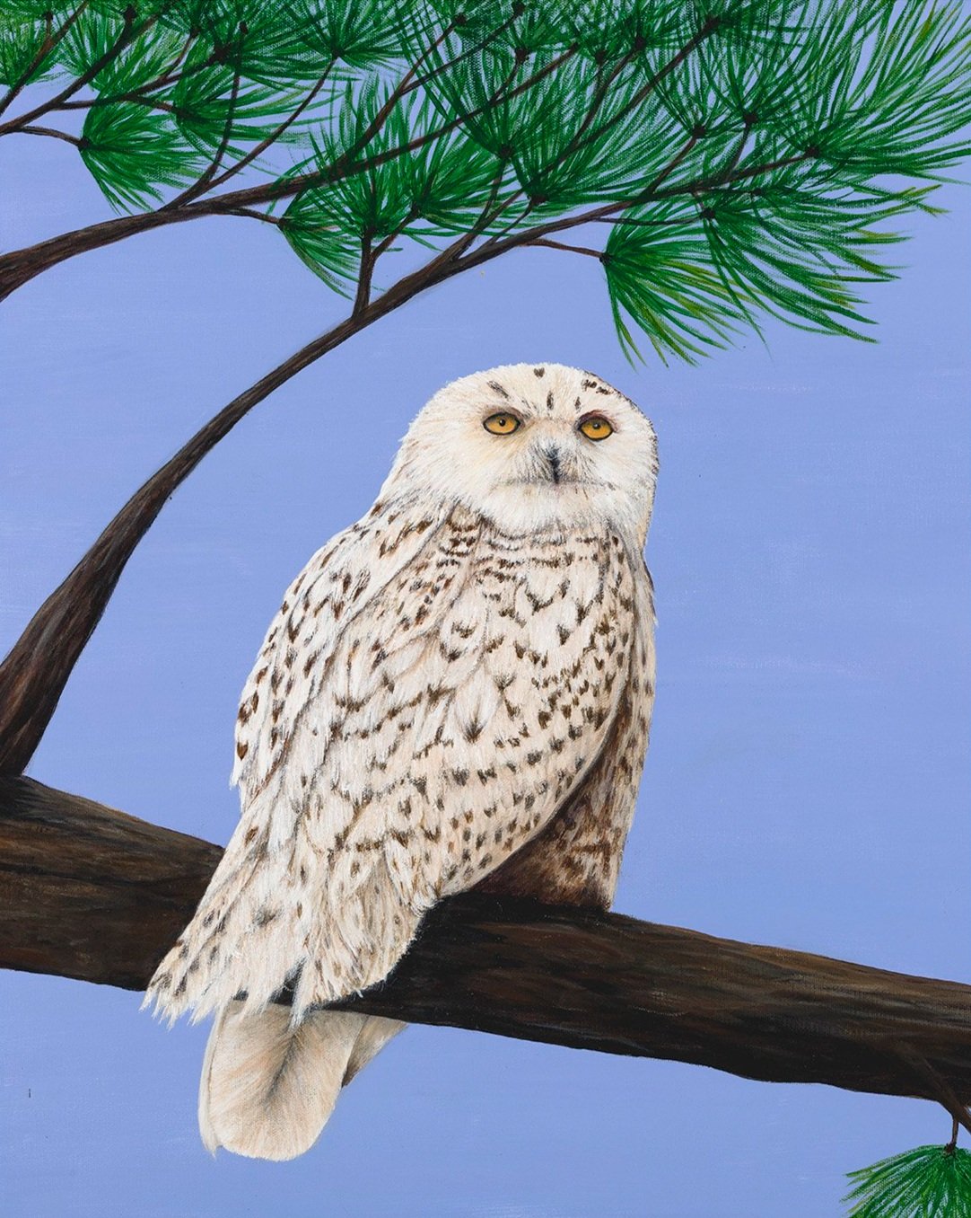 Snowy White Owl
