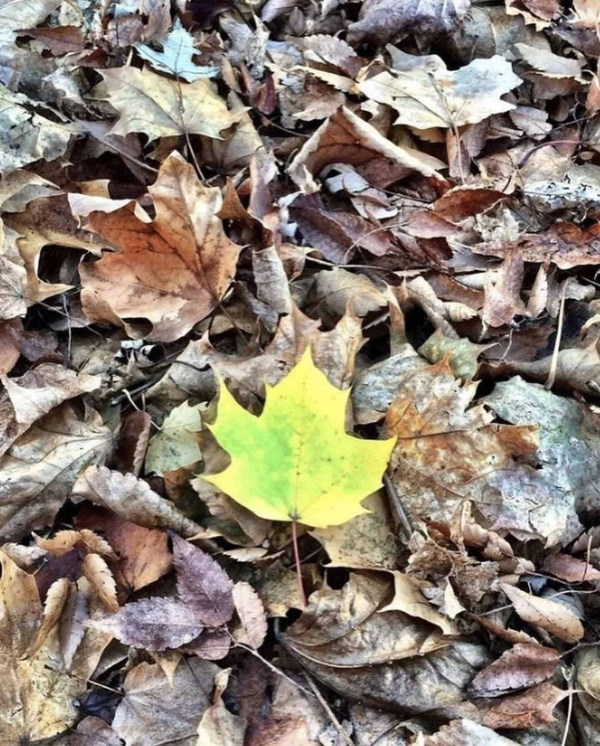 Autumn Leaves