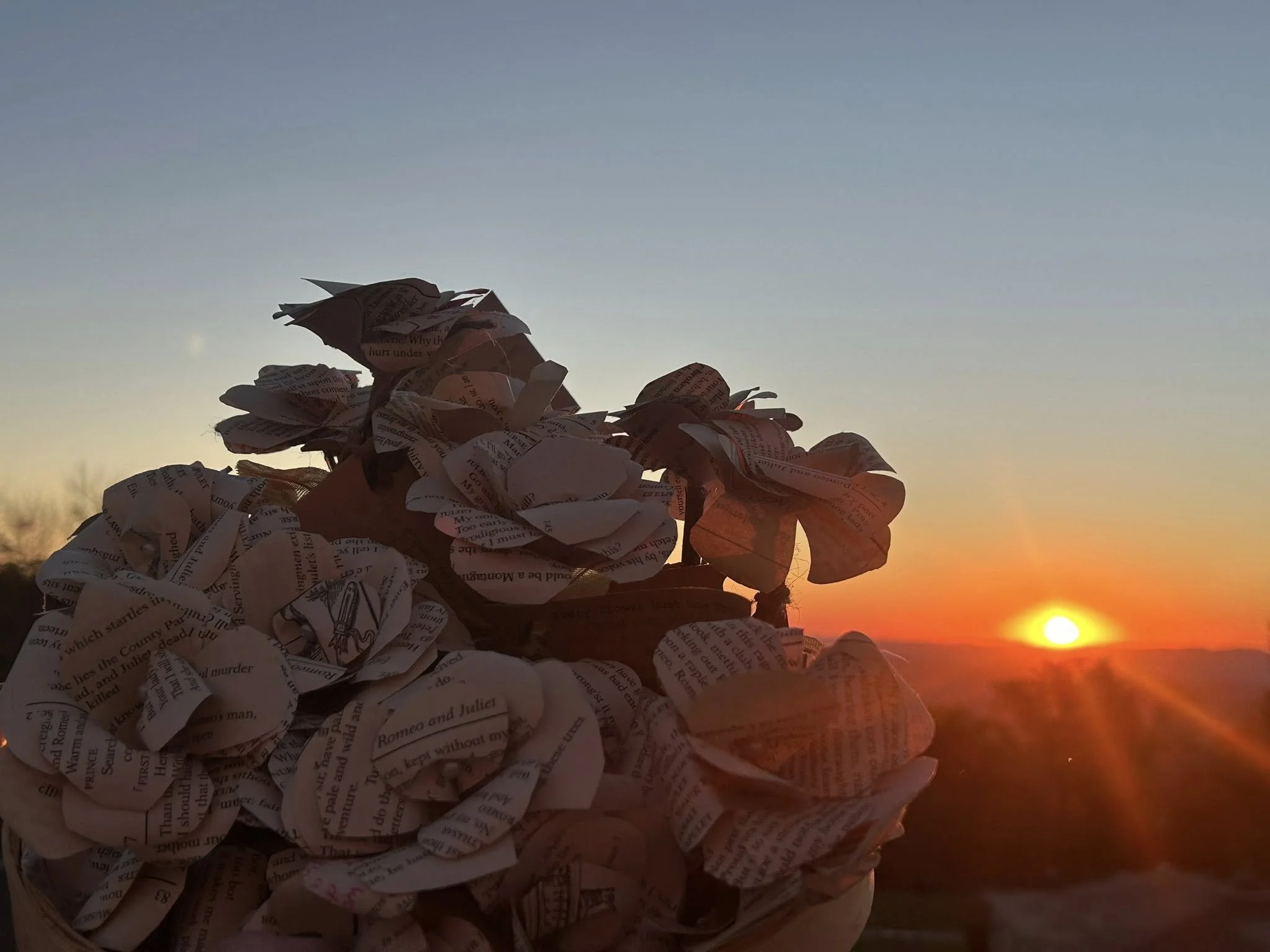 Mountain Flowers in Boone