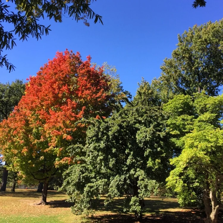 Central Park, October 14th, 2016
