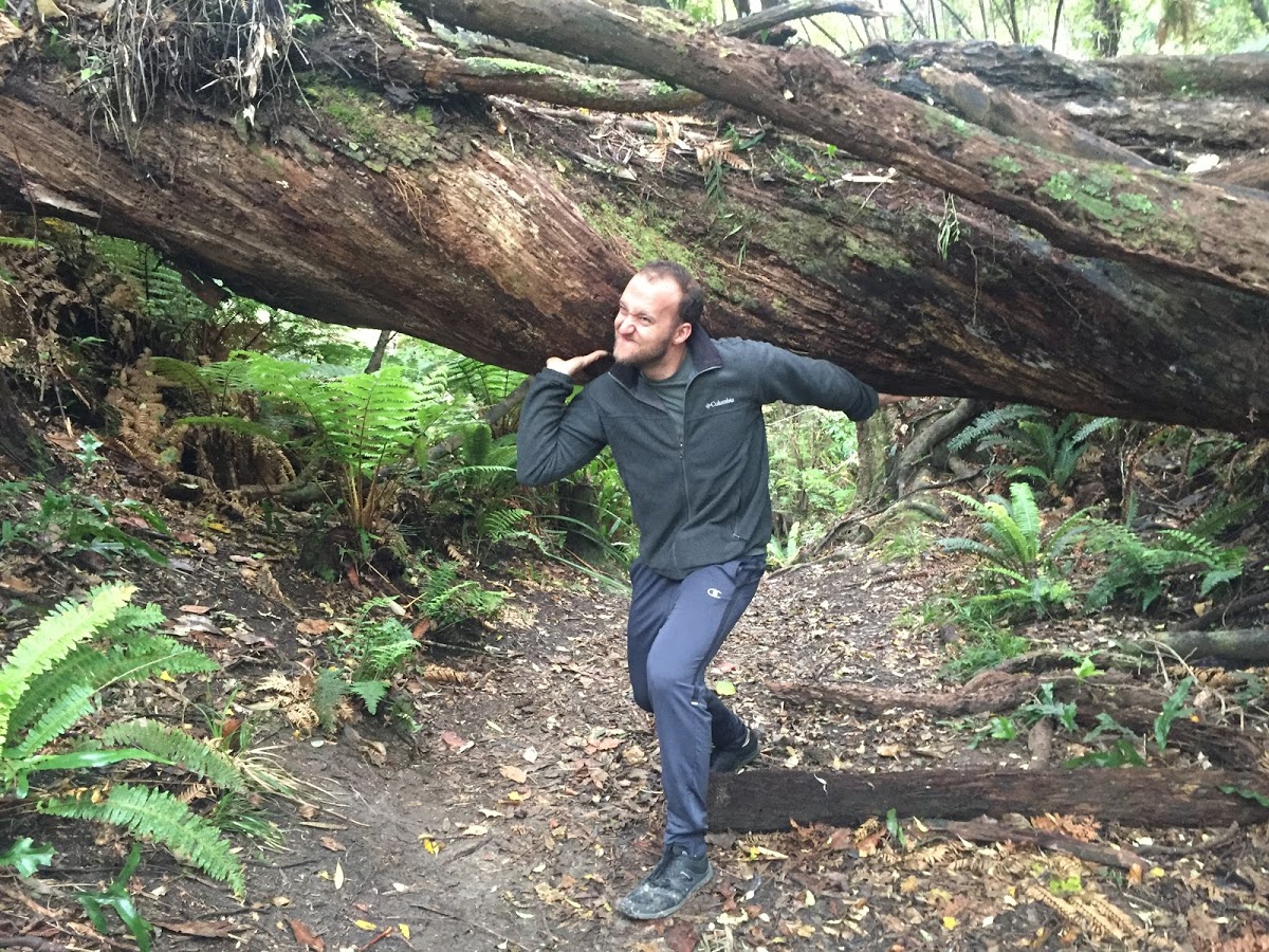 a lifting tree.jpg