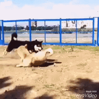 It's easier to roll with the punches if you've been there before ( image source )