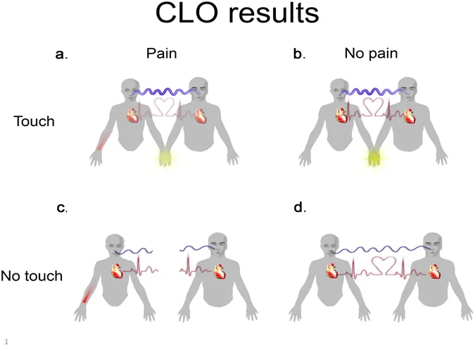 Graphical representation of Coupled Linear Oscillator (CLO) model findings for heart rate and respiration ( image source )