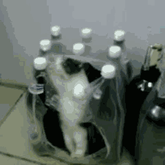if we don't change our ways, we'll end up like this cat...stuck in a world of plastic ( image source )