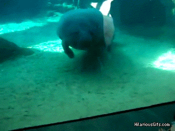 glass containers are also good for smushing manatee faces ( image source )