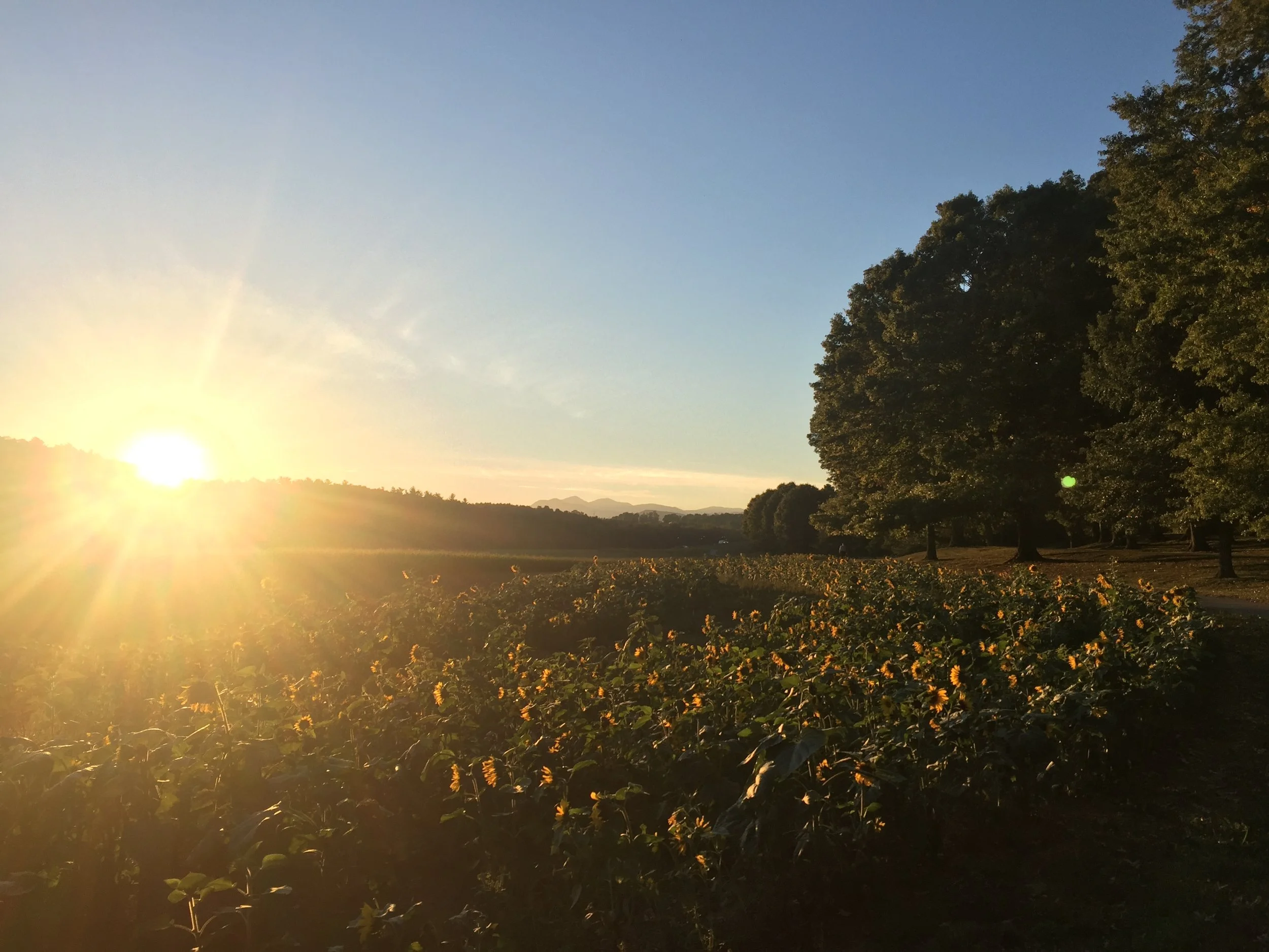 7th Generation Policy