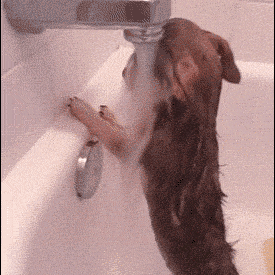 Shower should be a time to collect your thoughts or sing, not a time to stress out ( image source )