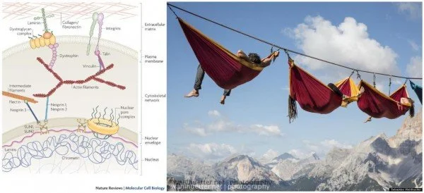 Andreo Spina's Functional Range Release