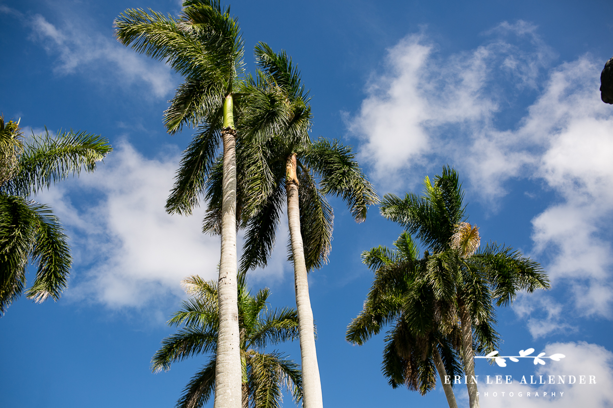 Palm_Trees_Against_The_Sky