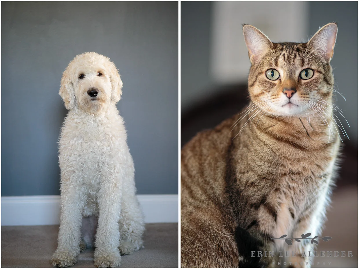 Dog_Cat_Newborn_Session