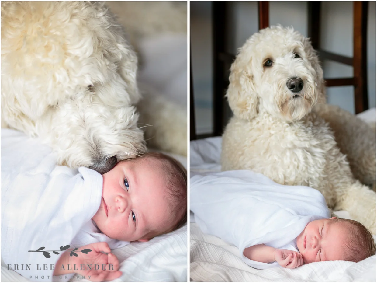 Dog_Kissing_Baby