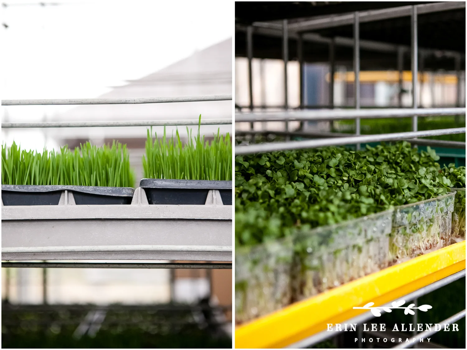 Wheatgrass