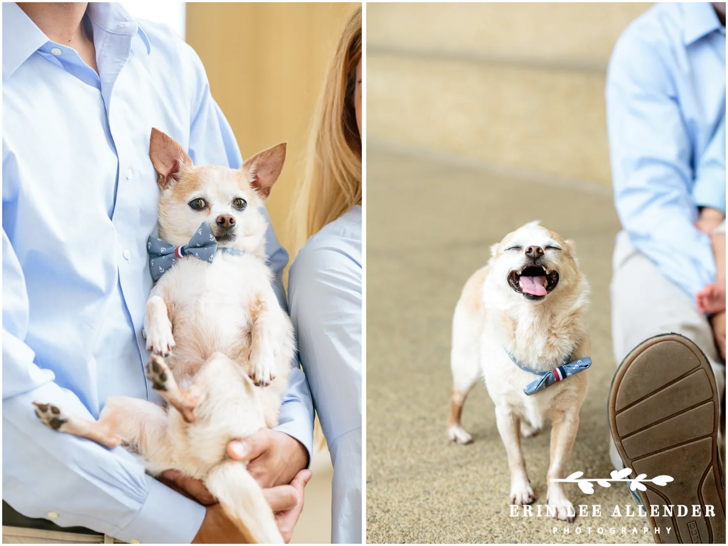 Chihuahua_In_Bow_Tie