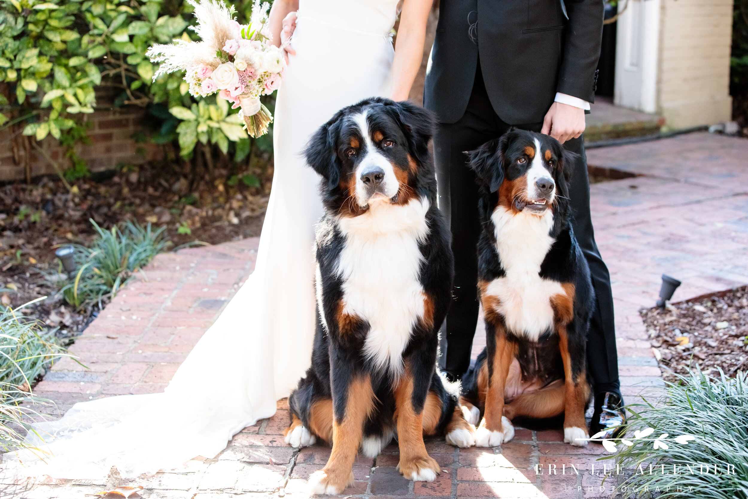 Bernese-Mountain-Dogs