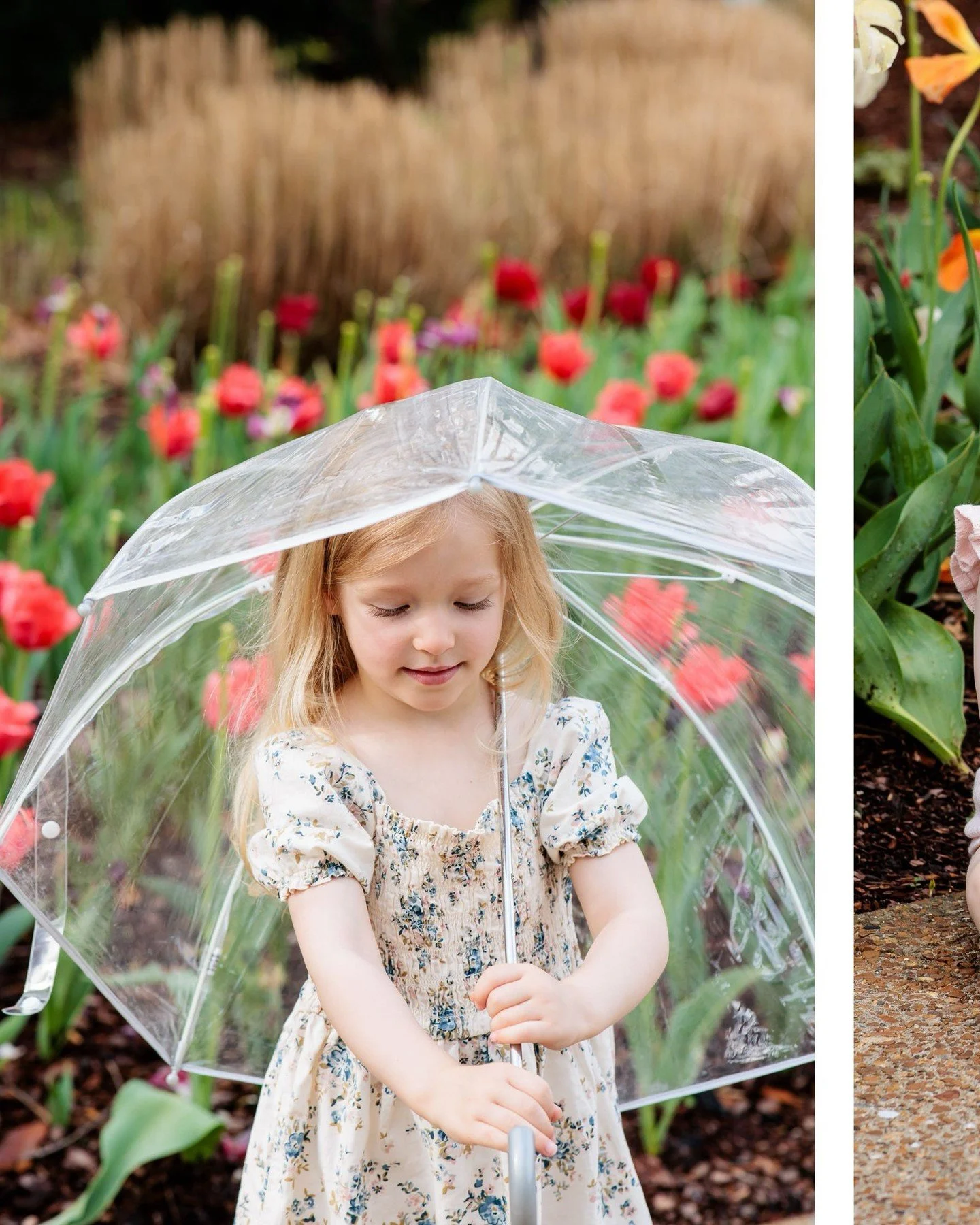 Spring at @cheekwood with this family of four. I first photographed their engagement session here &mdash; long before these two little girls were part of the story. Returning while the tulips were in bloom felt especially full circle. 

This session 