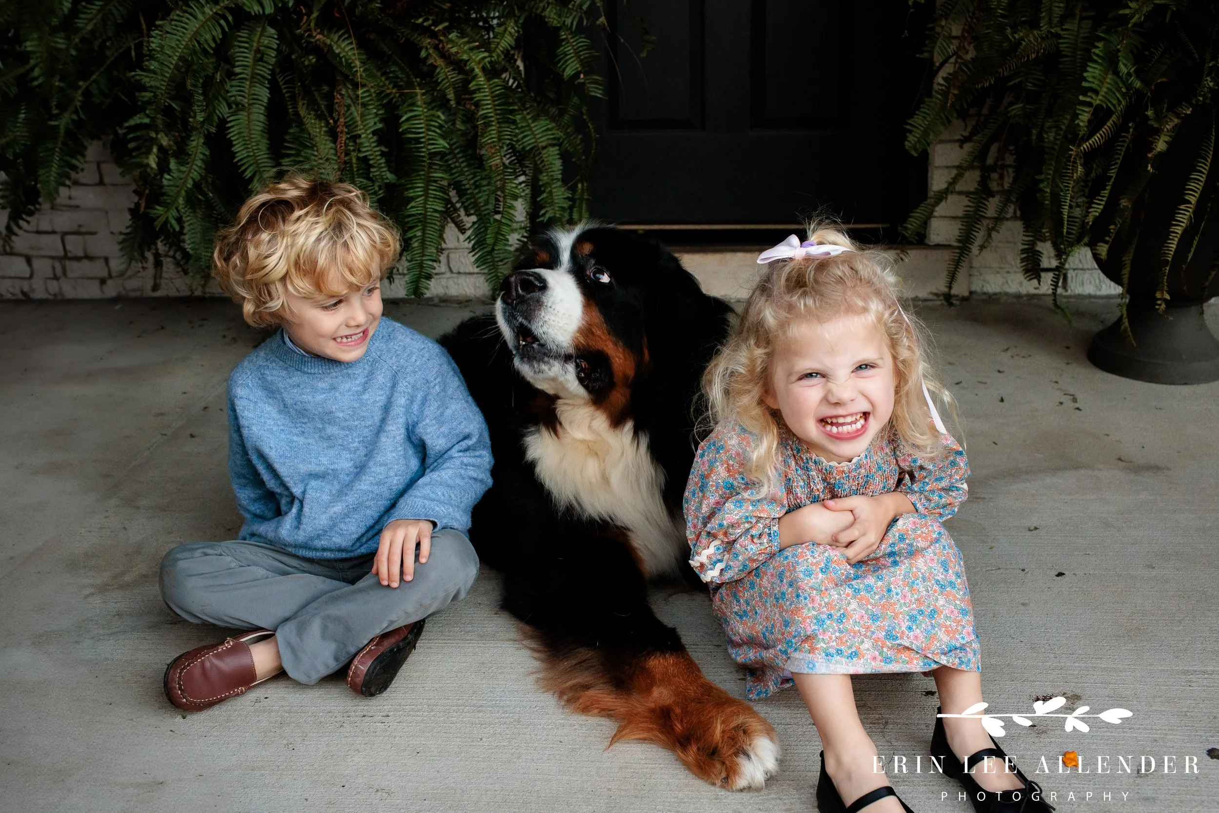 Nashville family session — kids playing with their Bernese Mountain Dogs on the front lawn